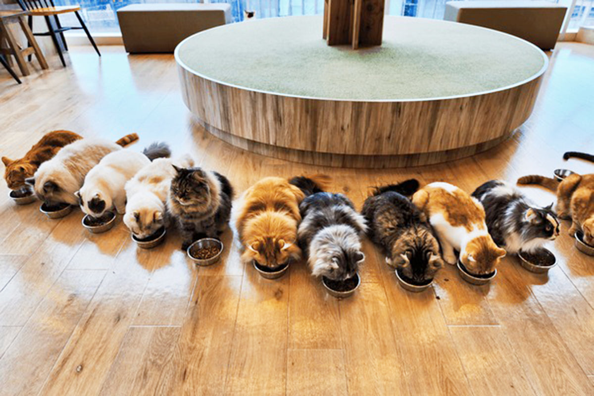 The Fascinating World of Japanese Pet Cafes