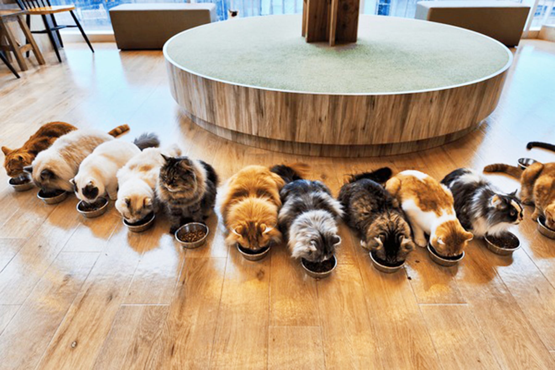 The Fascinating World of Japanese Pet Cafes