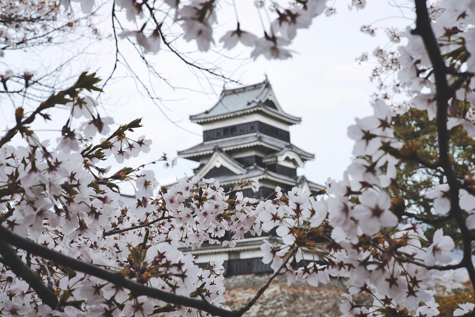 Sakura Tree, The Timeless Symbol of Beauty and Transience in Japanese Culture