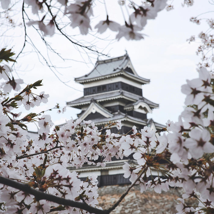 Sakura Tree, The Timeless Symbol of Beauty and Transience in Japanese Culture