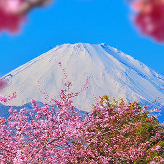 Plum Blossoms & Early Spring Flowers in Japan